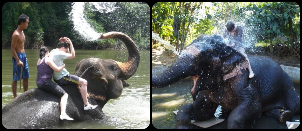 Goa elephant shower