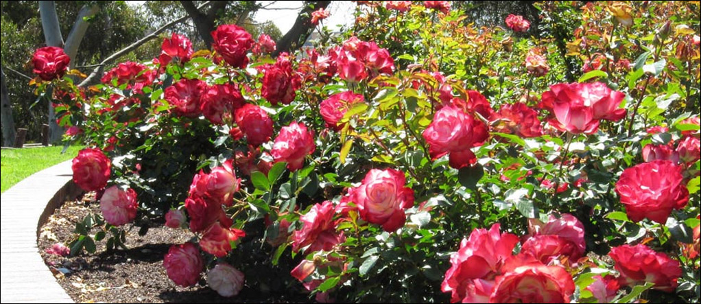 Rose garden