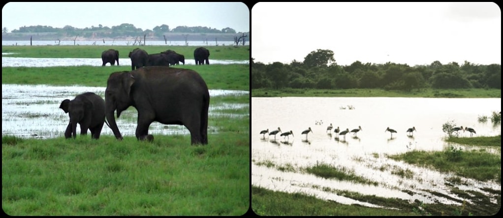 Kaudalla National Park Sri Lanka
