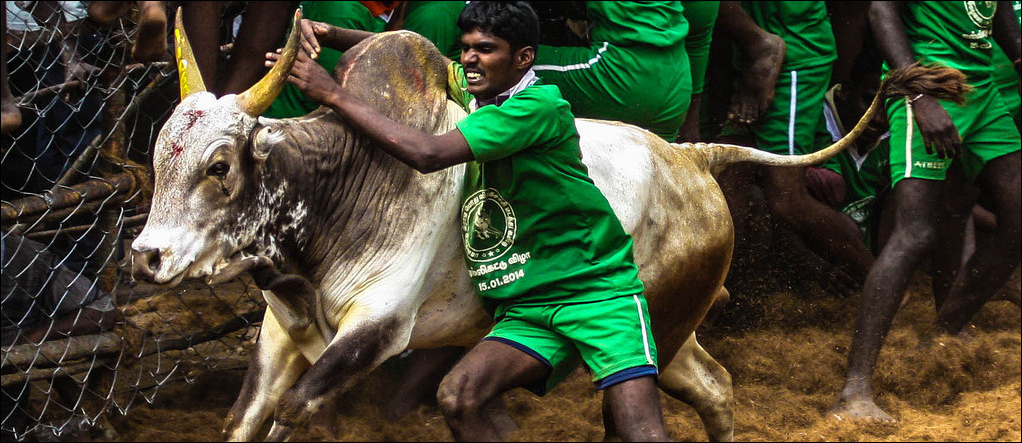 Jallikattu Tamil Nadu