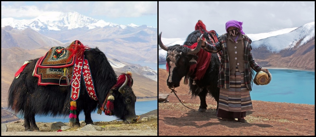 Yak Gangtok