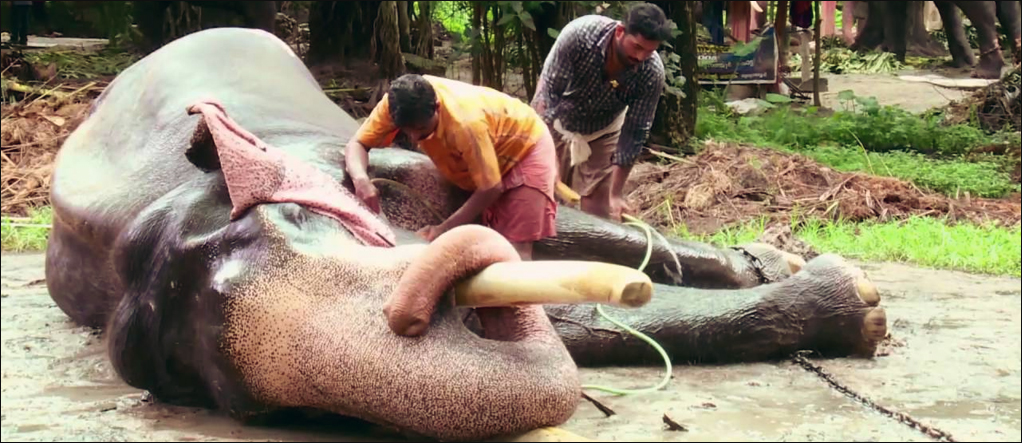 spa for elephants.