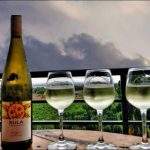 Why Everyone Is Talking About Wine Tours In India These Days?