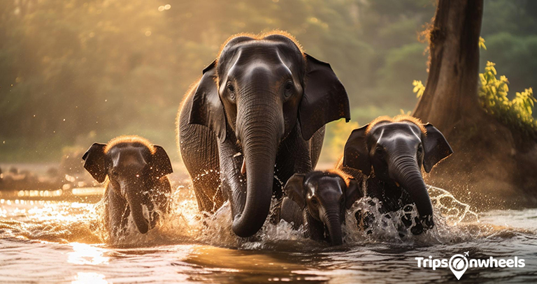 Elephants in San Diego Zoo USA - Tripsonwheel