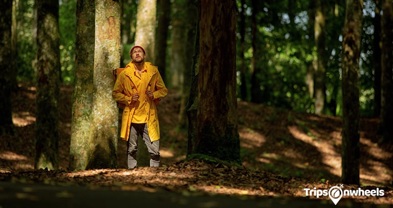The Redwood Forest, California - Tripsonwheel