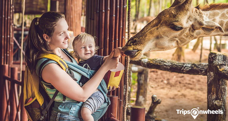 Visitor Information and Experience in San Diego Zoo - Tripsonwheel