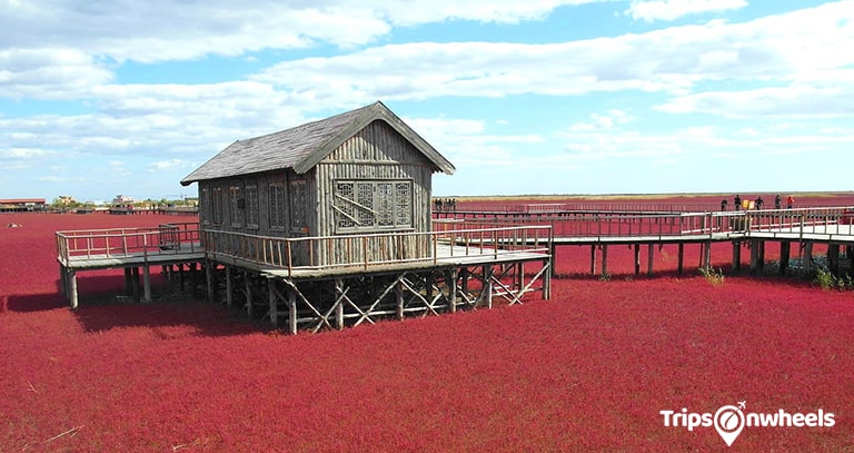 Red Beach, Panjin, China - Tripsonwheel